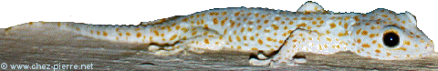 Je n'avais jamais vu de Gecko aussi grand : plus de 30cm !
