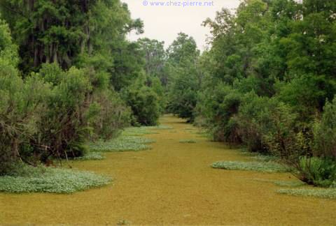 Bayou en Louisiane, près de la Nouvelle-Orléans